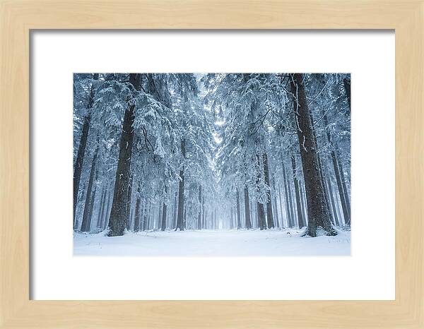 Inside Black Forest In Winter