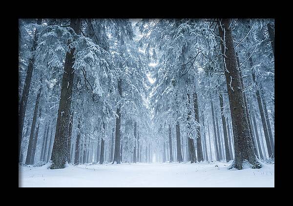 Inside Black Forest In Winter
