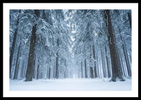 Inside Black Forest In Winter