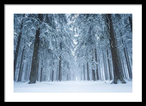 Inside Black Forest In Winter