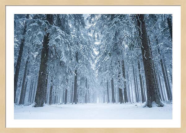 Inside Black Forest In Winter