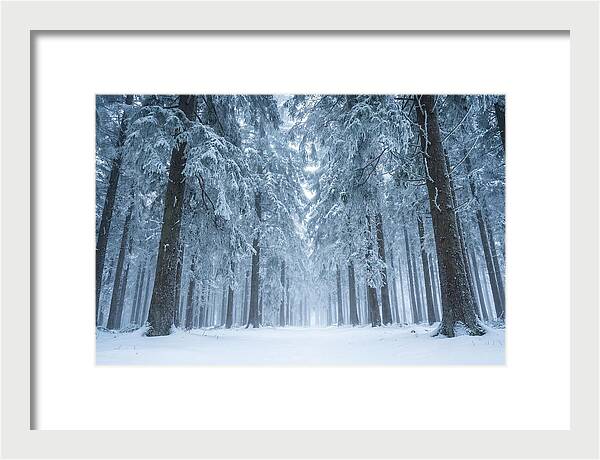 Inside Black Forest In Winter