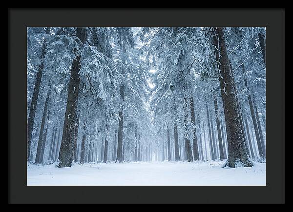 Inside Black Forest In Winter