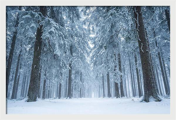 Inside Black Forest In Winter