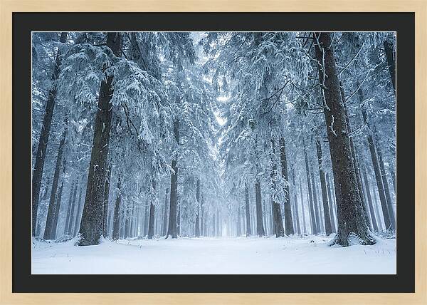 Inside Black Forest In Winter