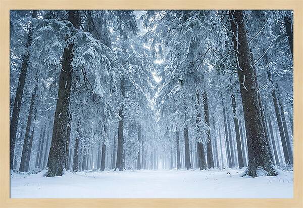 Inside Black Forest In Winter