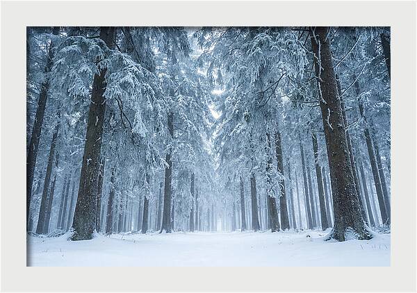 Inside Black Forest In Winter