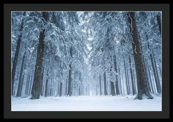Inside Black Forest In Winter