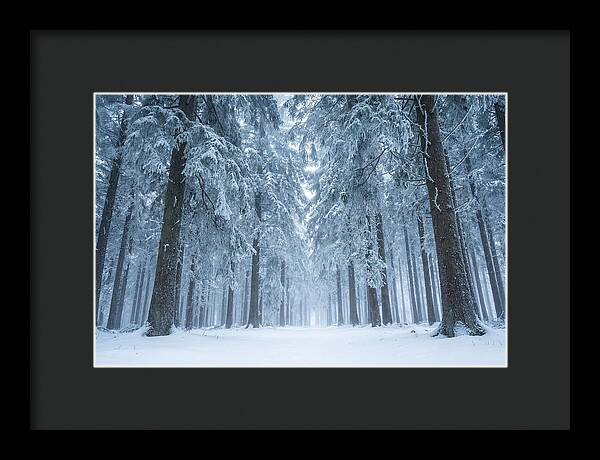 Inside Black Forest In Winter