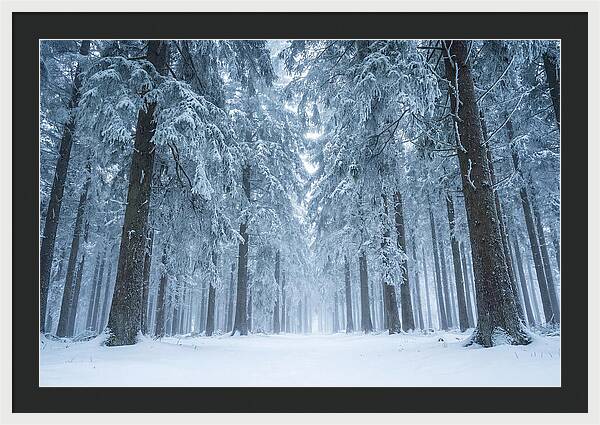 Inside Black Forest In Winter