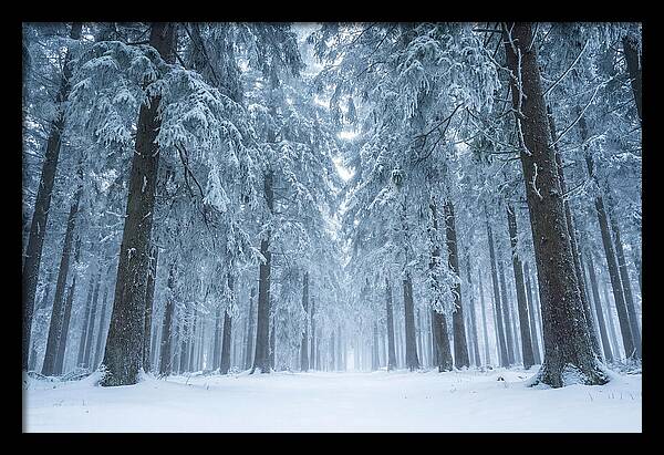 Inside Black Forest In Winter