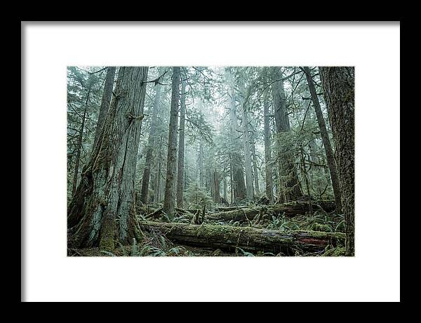 Inside Hoh Rainforest