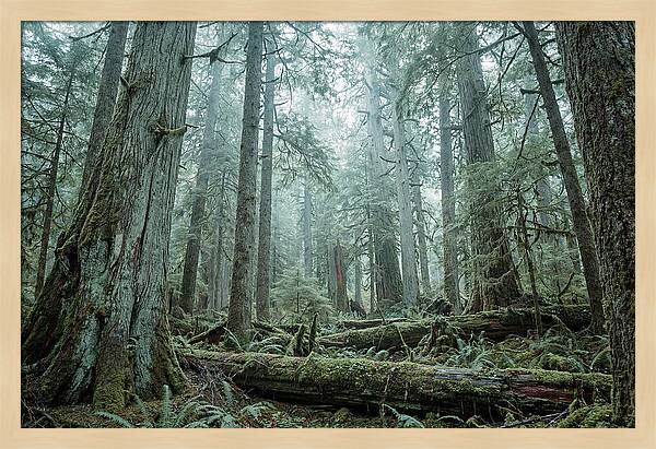 Inside Hoh Rainforest