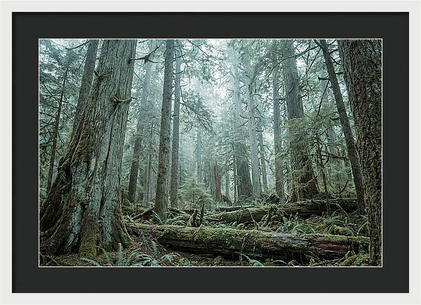 Inside Hoh Rainforest