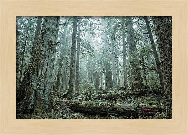 Inside Hoh Rainforest