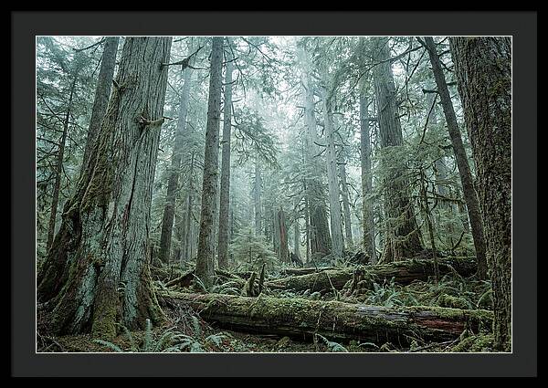 Inside Hoh Rainforest