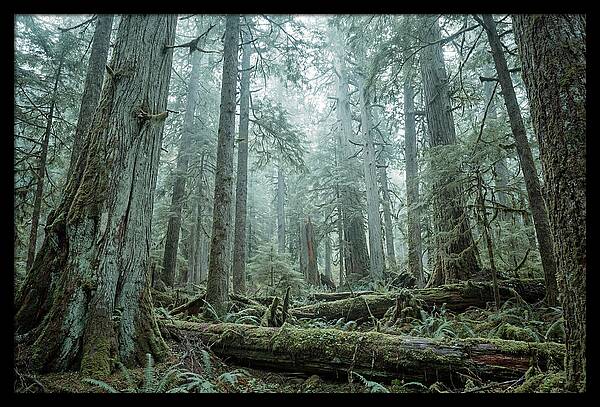 Inside Hoh Rainforest