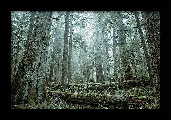 Inside Hoh Rainforest