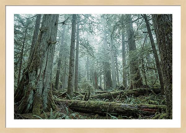 Inside Hoh Rainforest