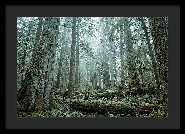 Inside Hoh Rainforest