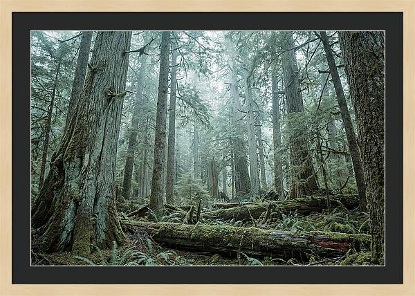 Inside Hoh Rainforest