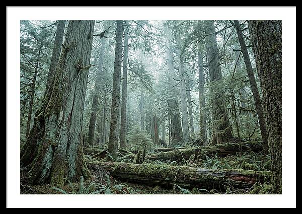 Inside Hoh Rainforest