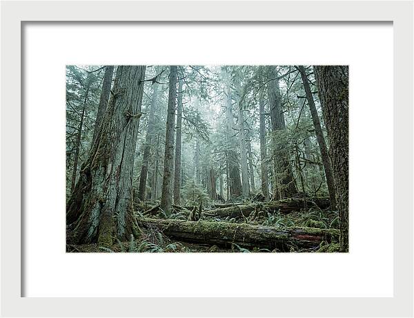 Inside Hoh Rainforest