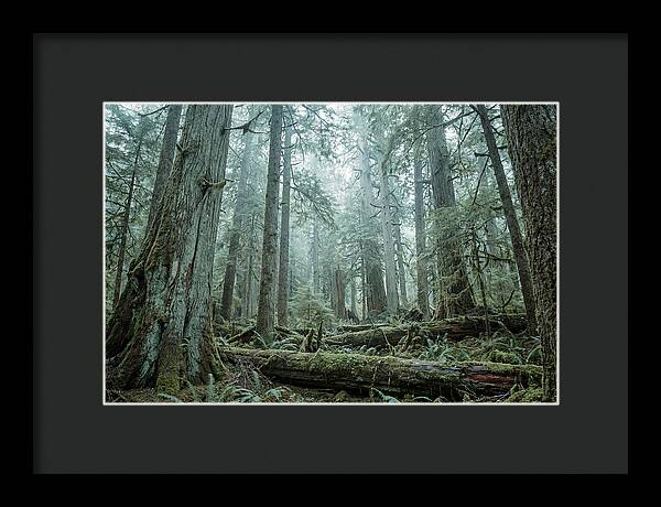 Inside Hoh Rainforest
