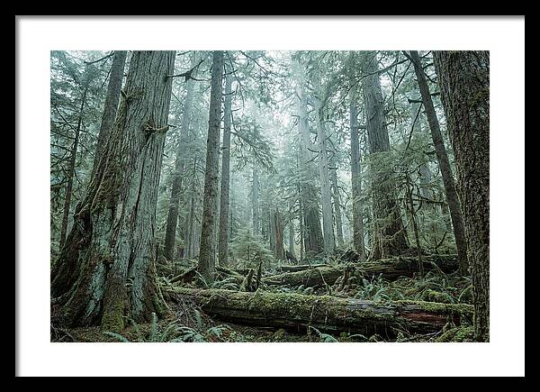 Inside Hoh Rainforest