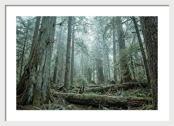 Inside Hoh Rainforest