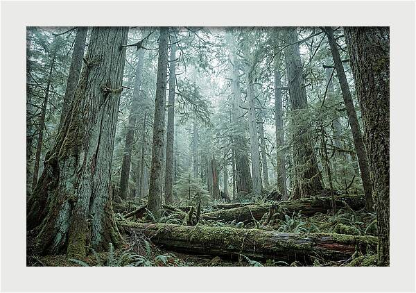 Inside Hoh Rainforest