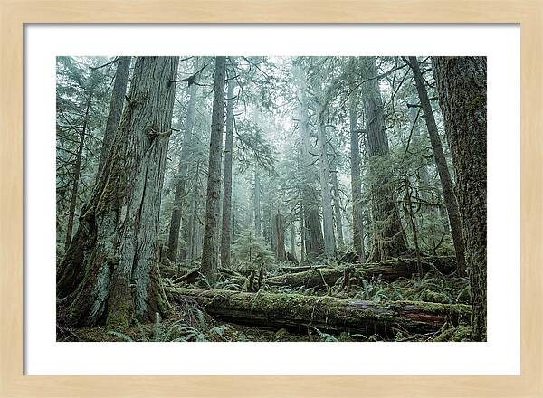 Inside Hoh Rainforest
