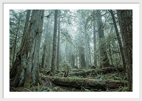 Inside Hoh Rainforest