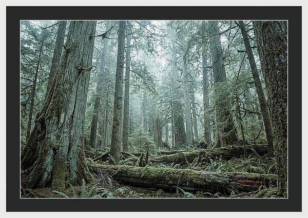 Inside Hoh Rainforest