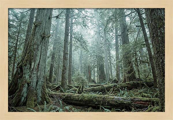Inside Hoh Rainforest