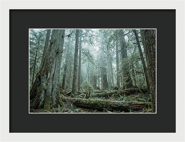 Inside Hoh Rainforest