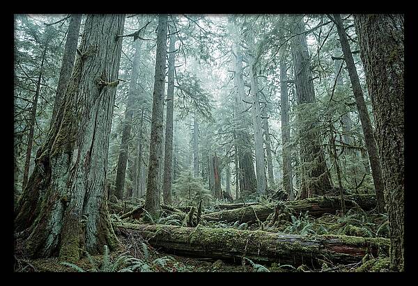 Inside Hoh Rainforest