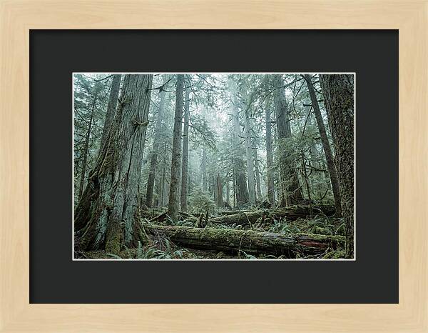 Inside Hoh Rainforest