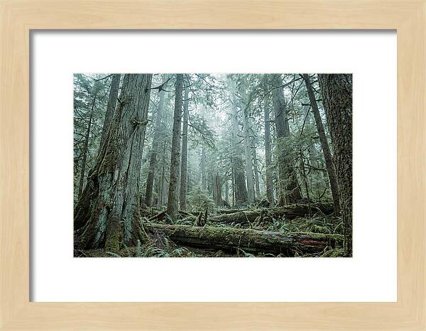 Inside Hoh Rainforest
