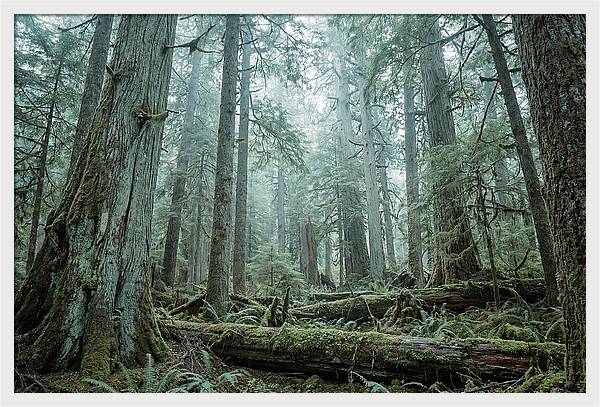 Inside Hoh Rainforest