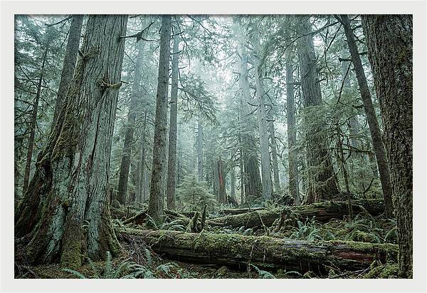 Inside Hoh Rainforest