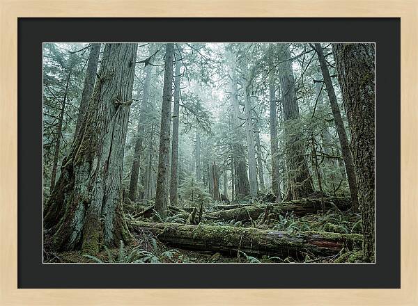 Inside Hoh Rainforest