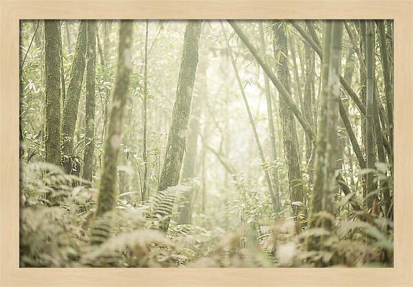 Inside The Amazon Canopy