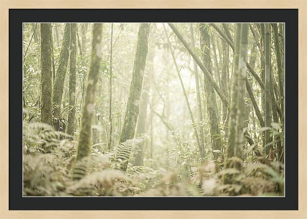 Inside The Amazon Canopy