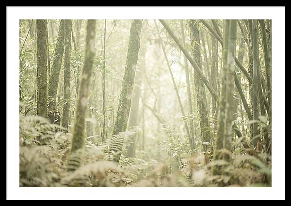 Inside The Amazon Canopy