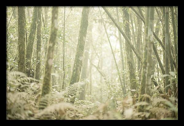 Inside The Amazon Canopy