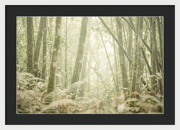 Inside The Amazon Canopy