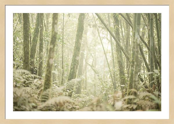 Inside The Amazon Canopy