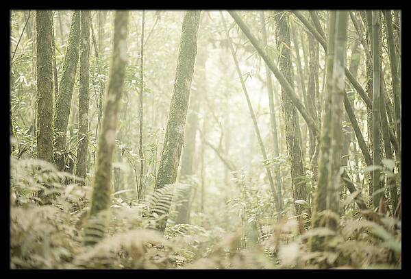 Inside The Amazon Canopy