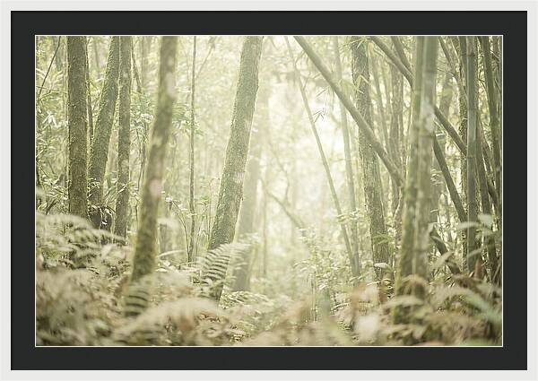 Inside The Amazon Canopy
